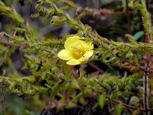 {Aureolaria pectinata}